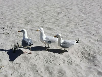 Holiday house Schenk - Environment photo 31