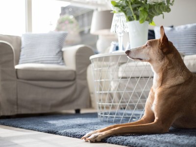 Holiday apartment Amelander Paradijs 8 - Features photo 12