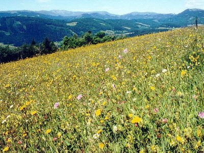 Holiday apartment Penzinger in Deutschlandsberg. - Environment photo 13