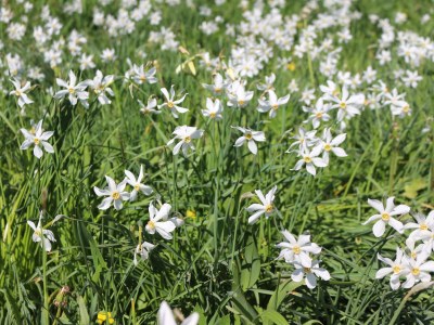 Holiday apartment Blonay Logis de Vacances 2 - Environment photo 13