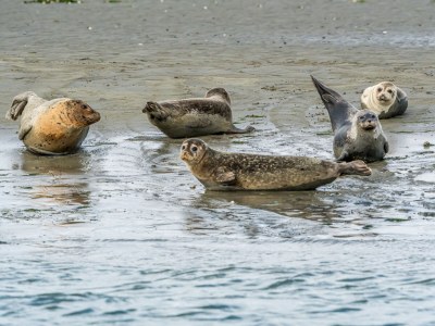 Chalet Riethoek Westerschouwen - Type Partitio-Chalet - Environment photo 19