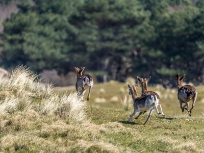 Chalet Riethoek Westerschouwen - Type Partitio-Chalet - Environment photo 22