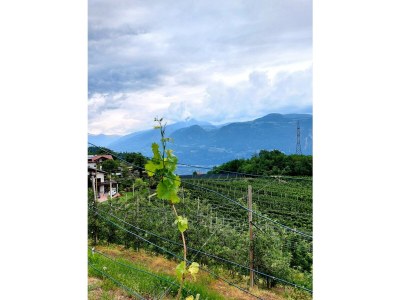 Holiday apartment Farm Turmwirt - Pink Leidy - Outdoor photo 19