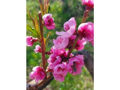 Holiday apartment Farm Turmwirt - Pink Leidy - Outdoor photo 22