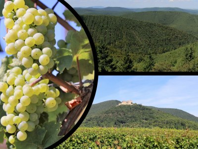 Holiday apartment Burggarten Apartment Neuleiningen - Environment photo 20