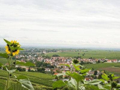 Holiday apartment Burggarten Apartment Neuleiningen - Environment photo 26