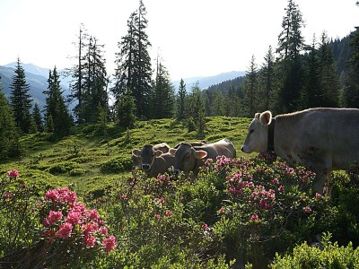 Holiday apartment Apart Heim - Typ B - Environment photo 20