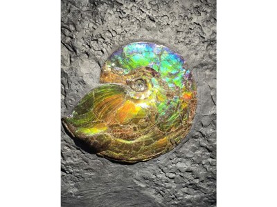 Holiday apartment Waldresidenz - Environment photo 22