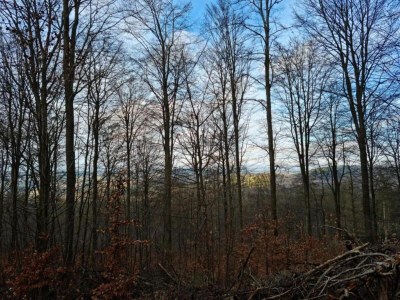 Villa Küstenvilla in der Nähe von Stränden - Environment photo 33