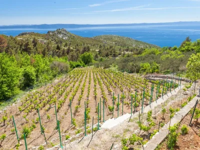 Holiday house Leonard - Environment photo 20