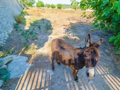 Villa Finca Son Costa - Environment photo 43
