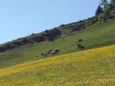 Alpine hut Schernthaner - Environment photo 22