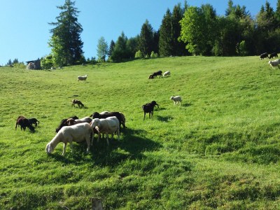 Alpine hut Schernthaner - Environment photo 23