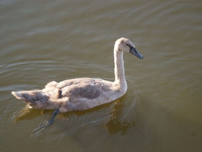 Holiday apartment Werder Havel - Environment photo 24