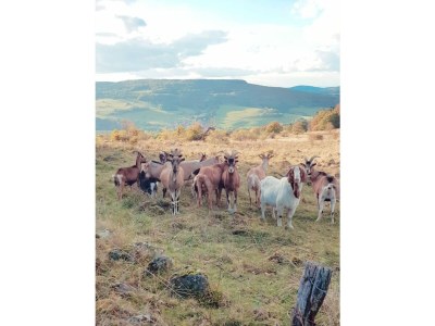 Holiday apartment Mondfänger - Environment photo 40