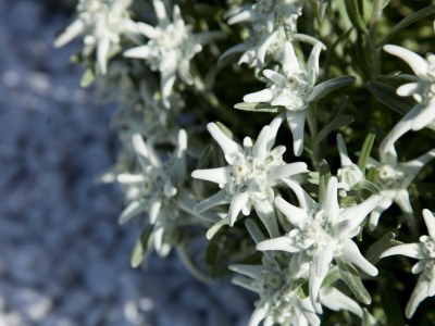 Holiday apartment Luxury apartment in AlpinschlÃ¶ssl **** Aparts - Environment photo 27