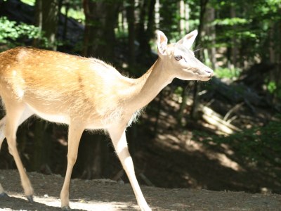 Holiday house Eifelcottage Family 9 - Environment photo 18