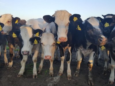 Holiday house Schäfer - Environment photo 17