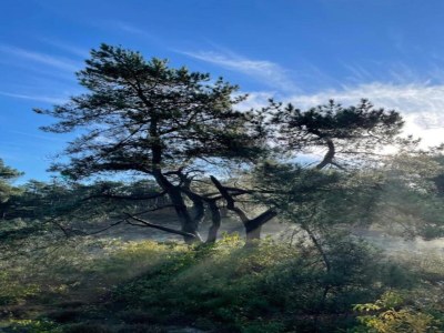 Apartment Apartment in Schoorl near Dunes - Environment photo 28