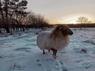 Apartment Apartment in Schoorl near Dunes - Environment photo 32