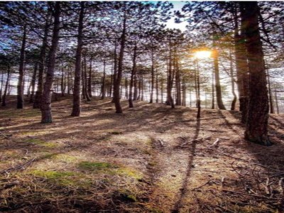 Apartment Apartment in Schoorl near Dunes - Environment photo 33