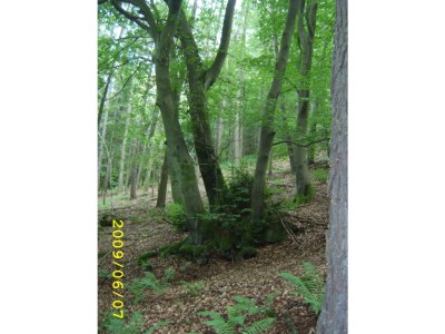 Holiday house Buchbachhäusle - Environment photo 16