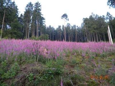 Holiday house Buchbachhäusle - Environment photo 17