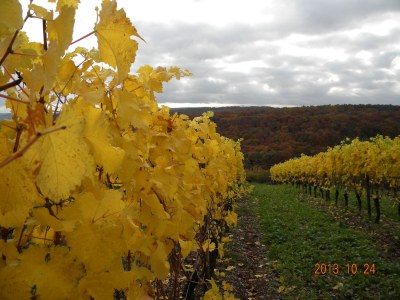 Holiday house Buchbachhäusle - Environment photo 19