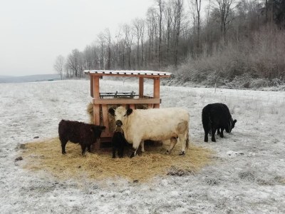 Holiday house Buchbachhäusle - Environment photo 21