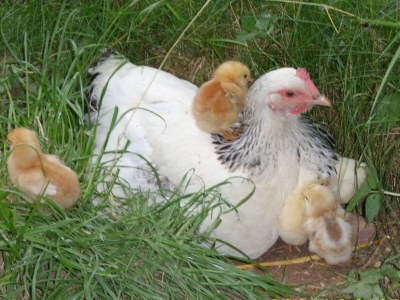 Holiday house Buchbachhäusle - Environment photo 22