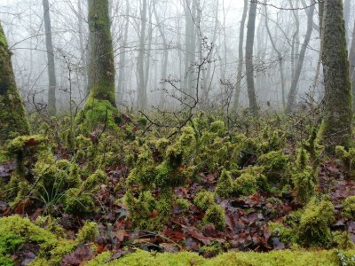 Holiday house Buchbachhäusle - Environment photo 27