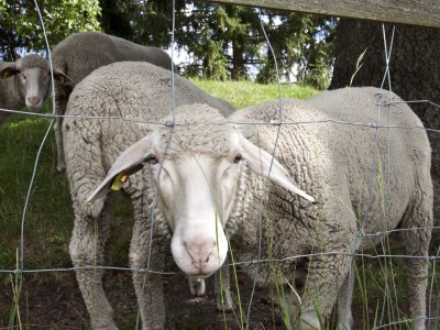 Holiday apartment am Turiawald - Schiefling - Features photo 16