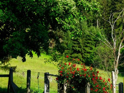 Holiday apartment am Turiawald - Schiefling - Features photo 17