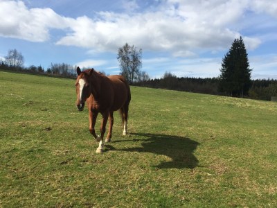 Holiday house Ferienhaus Monti - Environment photo 18