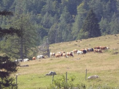 Holiday apartment Sperr - Environment photo 18