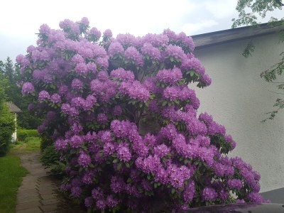 Holiday house House Tannenblick - Outdoor photo 7