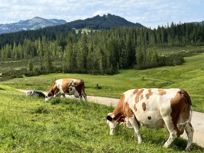 Holiday apartment Alpenliebe - Environment photo 32