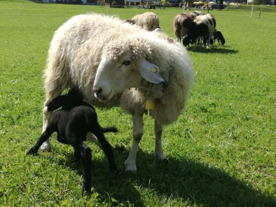 Holiday apartment Haus Bergkranz - Outdoor photo 12