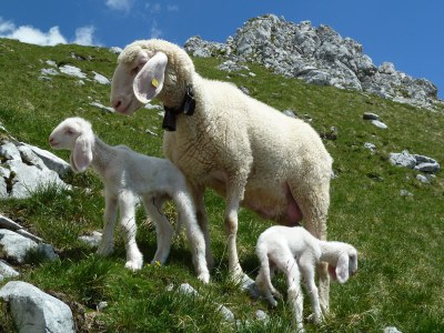 Holiday apartment Haus Bergkranz - Environment photo 30