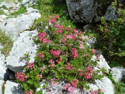 Holiday apartment Haus Bergkranz - Environment photo 31