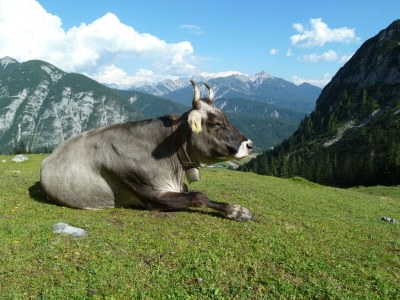 Holiday apartment Haus Bergkranz - Environment photo 33