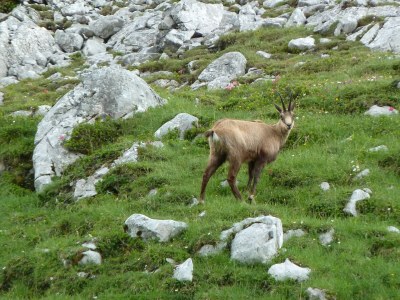 Holiday apartment Haus Bergkranz - Environment photo 37