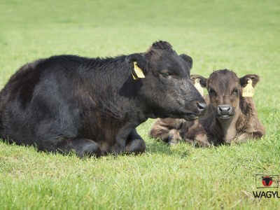 Holiday apartment Paulina - Features photo 9