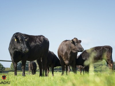 Holiday apartment Paulina - Environment photo 20