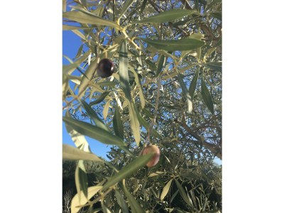 Holiday apartment A piece of Mallorca - Environment photo 21