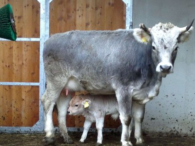 Holiday apartment Panoramic view at Felderhof - Environment photo 19