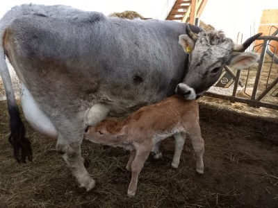 Holiday apartment Panoramic view at Felderhof - Environment photo 22