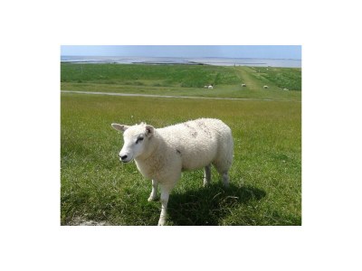 Holiday house At the North Sea 4 - Environment photo 35