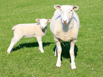 Holiday house Deichkrönchen Neßmersiel - Environment photo 20