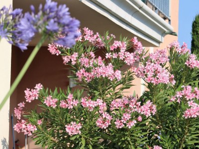 Apartment Apartment les Pins Bleus A8 - Outdoor photo 7